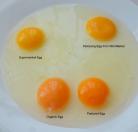 看「蛋黄」分辨走地鸡蛋 有机鸡蛋