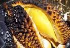 最近流行新吃法「烤榴梿」Durian