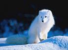 雪狐 snow fox