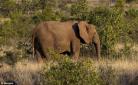 保护自然资源 大象 elephant