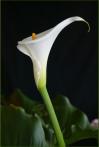 马蹄莲 Calla lily