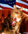 小猫竞选参议员 重视民生