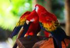 鹦鹉 parrot