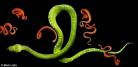 青蛇 Snake