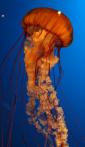 水母 Jellyfish