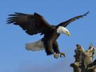 美国国鸟 白头鹰 Bald Eagle
