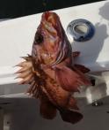 极少区域开放钓「石斑鱼」 Rockfish