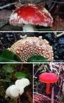 (温) 每年10月最后一个周日 VanDusen植物园 有个蘑菇展