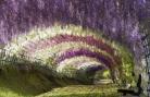 紫藤花廊