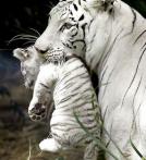白虎 white tiger