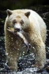 「卑诗保育」稀有的克默德熊
