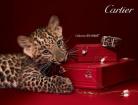 Cartier 广告