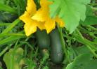 不需农药化肥的盛产蔬菜 zucchini squash (西葫芦)
