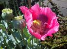 罂粟花 opium poppy