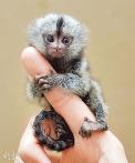 世界上最小的猴子 侏儒狨猴 pygmy marmoset