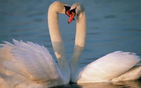 白天鹅 Swan