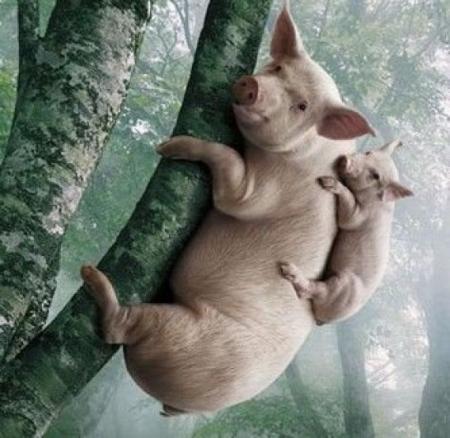 猪会上树