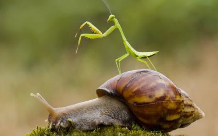 蜗牛背上耍大刀