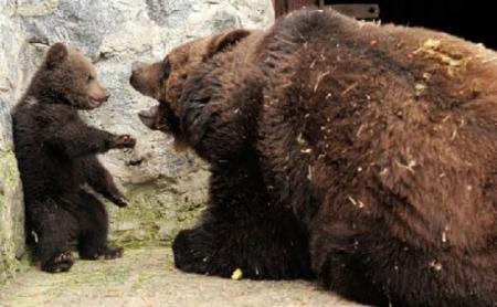 母棕熊教训熊宝宝