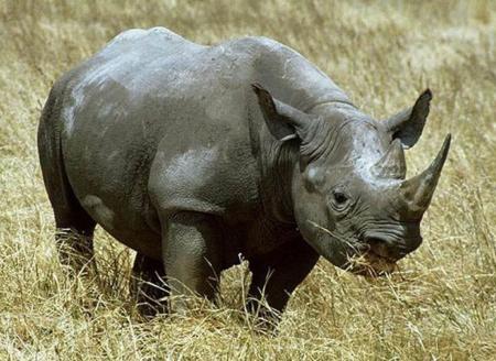 「反偷猎」犀牛 Rhinoceros