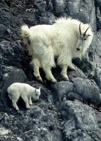 山羊 从小学爬岩