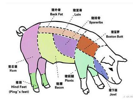猪肉的不同部位