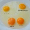 看「蛋黄」分辨走地鸡蛋 有机鸡蛋