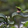 绿色藤蔓蛇 (皮带蛇)