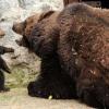 母棕熊教训熊宝宝