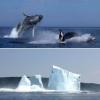 漂流冰山 双鲸腾跃 Newfoundland