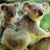 宅妈抱过它 Koala