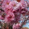 樱花簇簇 防春季过敏