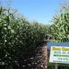 (温哥华) 玉米迷宫 + 南瓜农场