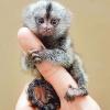 世界上最小的猴子 侏儒狨猴 pygmy marmoset