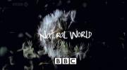 ☄ BBC《Natural World》 自然世界系列
